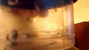 Ящерица Вылупилась из яйца В домашних условиях Ловим и кормим разными насекомыми ( lizard )