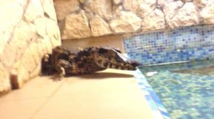 Шипящий мини крокодил! Гладколобый кайман Шнайдера шипит и ругается!