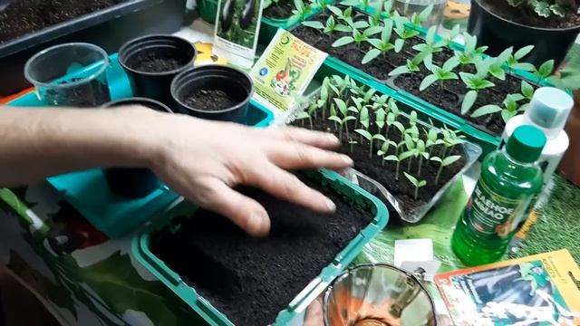 Урожайные баклажаны сеем на рассаду. Будут крепкие и дружные всходы смотреть онлайн