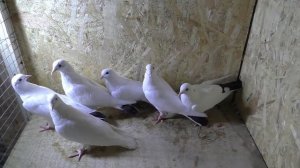 ГОЛУБИ НА ПЛЕМЯ 2021 !!! КОЛЛЕКЦИЯ МОИХ ГОЛУБЕЙ НА РАЗВОД !!! pigeons , Tauben, güvercinler.