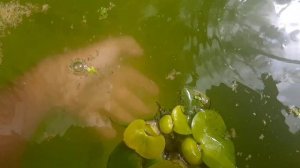 Мини бассейн для рыбок в теплице через 2 недели