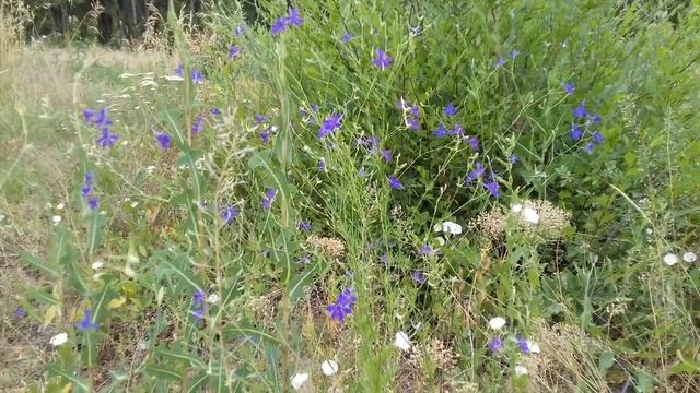 Живокость полевая Гутор Галина смотреть онлайн