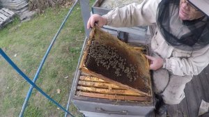 Пчелы без матки что делать Чтобы пчелы не стали трутовками