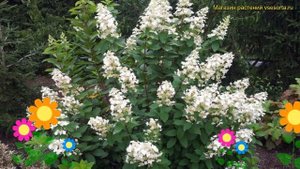 Гортензия метельчатая греат эскейп. Краткий обзор, описание hydrangea paniculata Great Escape