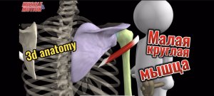 Малая круглая мышца. 3d anatomy