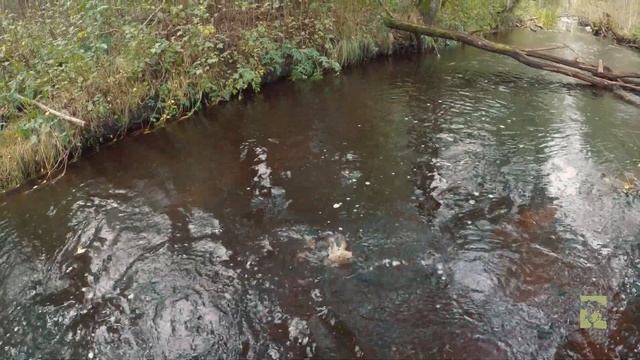 РЕЧНАЯ ФОРЕЛЬ/trout fishing