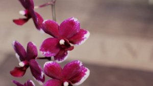Phalaenopsis Taisuco Micky, первое цветение