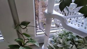 Хойи Лакуноза супер Сильвер и Серый призрак.