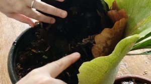 CHIFRE DE VEADO  SEGREDOS de cultivo em  APARTAMENTO - Platycerium bifurcatum