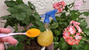 ВНЕСИ под ГЕРАНЬ и Любой комнатный цветок и даже самый чахлый и слабый куст позеленеет наберется сил