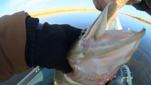 МОРЕ ЩУКИ !!!. Открытие сезона Веселовское водохранилище конец марта 2021 г.