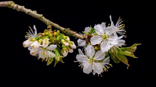 Звуки природы, пение птиц, звуки леса и шум воды, для релаксации, сна и медитации. смотреть онлайн