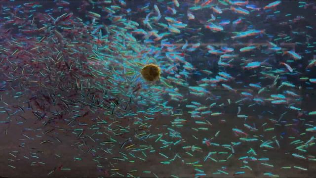 Feeding 5000 Cardinal Tetra смотреть онлайн