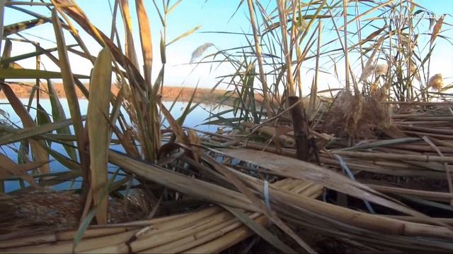 ОСЕННЯЯ ОХОТА на УТКУ в КРАСНОДАРСКОМ КРАЕ ??? 2021 г. смотреть онлайн