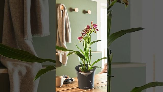 Кашпо Lechuza. Новинки. Кашпо Lechuza Cube Glossy, Orhidea, Ojo