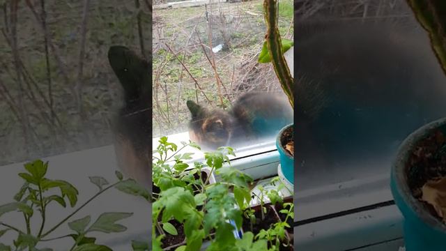 рассада томатов,фиалки. смотреть онлайн