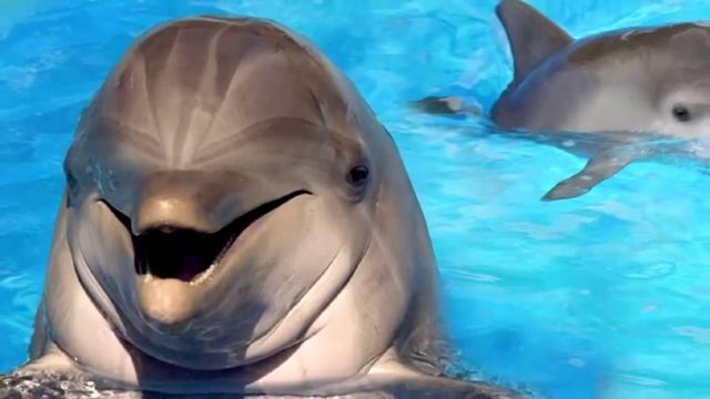 Sound Of Dolphins dolphin calls смотреть онлайн