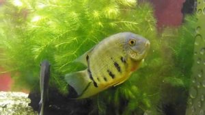 Аквариумная рыбка, Цихлазома северум или дискус ложный, Cichlasoma severum, океанариум спб