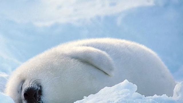 Маленькие тюлени ( Бельки) смотреть онлайн