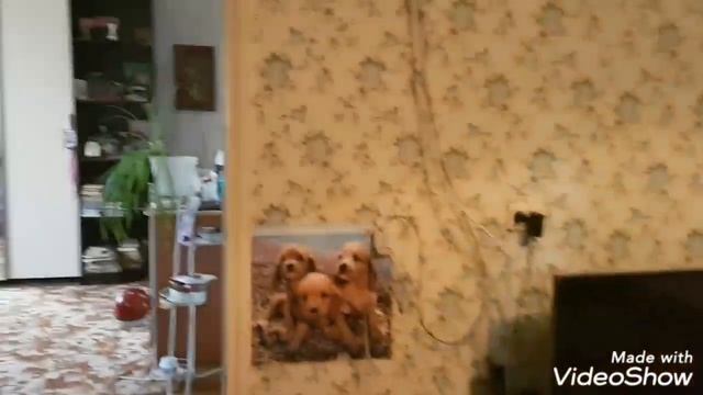 Самый лучший дом Абиский район, Краснодарский край. смотреть онлайн