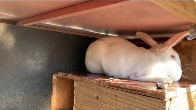 Обзор и размеры лучших клеток для самок,самцов и молодняка кроликов смотреть онлайн