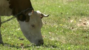 В Воронежской области более чем на 73 000 голов уменьшилось количество сельскохозяйственных животных