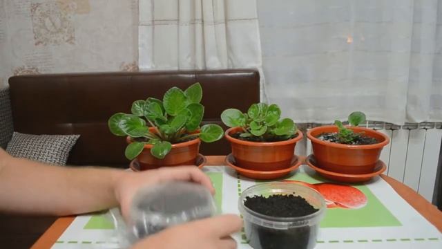 Как посадить гранат из косточки. смотреть онлайн