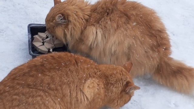 Рыжее Солнышко..Хочет в Ваш Дом