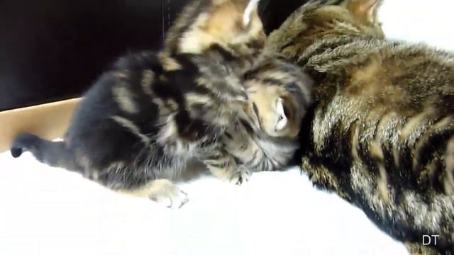 Funny baby kittens - Смешные кошки, котята 13 - 2013-2014 смотреть онлайн