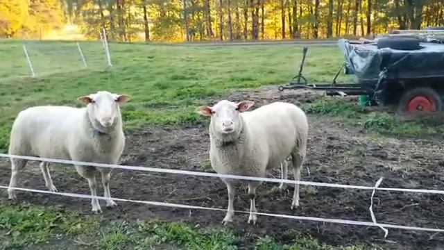 ВосточноФризская  Продажа скота из Европы  ЭЛЬСТАДО