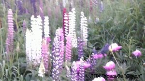 Многолетники в Сибири - люпины