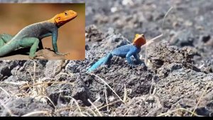 Агама обыкновенная Agama #agama #агама #nature #природа #animal