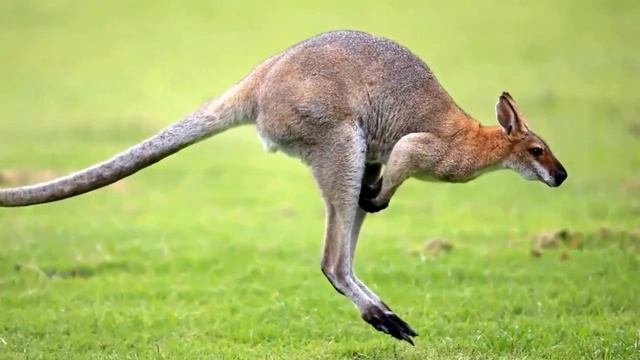 Редкие кадры диких животных ( слайд шоу )