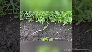 Лён масличный Вниимк-620. После второй гербицидной обработки.