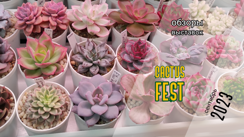 Выставка-ярмарка CACTUS FEST. Сентябрь 2023. #Shorts