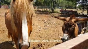 КРАСИВАЯ кобылка приехала на СЛУЧКУ к жеребцу ! но ! ЛЮБОВЬ ЗЛА - ПОЛЮБИШЬ И ОСЛА !