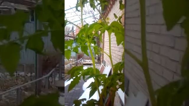 Выращивание помидор на окне зимой. смотреть онлайн