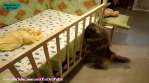 Приколы с детьми Маленькие дети и кошки Ржач