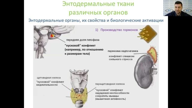 Современная психосоматика. Правила для ЭНТОДЕРМЫ 4