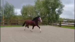 Жеребец Владимирский тяжеловоз 170+ см. Продан