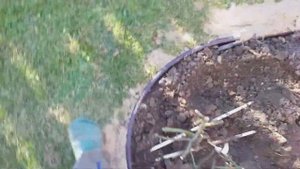 КАК ПЕРЕСАДИТЬ РОЗЫ ОСЕНЬЮ мой опыт #розы