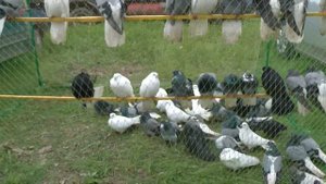 6.ч. ЯРМАРКА - ГОЛУБЕЙ. Г. КРОПОТКИН. КРАСНОДАРСКИЙ КРАЙ. [ 25.04.2021.Г. ]