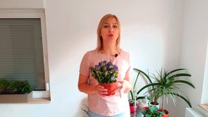 Gentiana Горечавка бесстебельная #gentiana #горечавка
