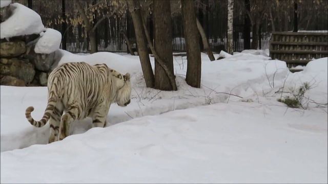 Бенгальский тигр Зао поприветствовал меня и пошёл поваляться 05.04.2021 смотреть онлайн