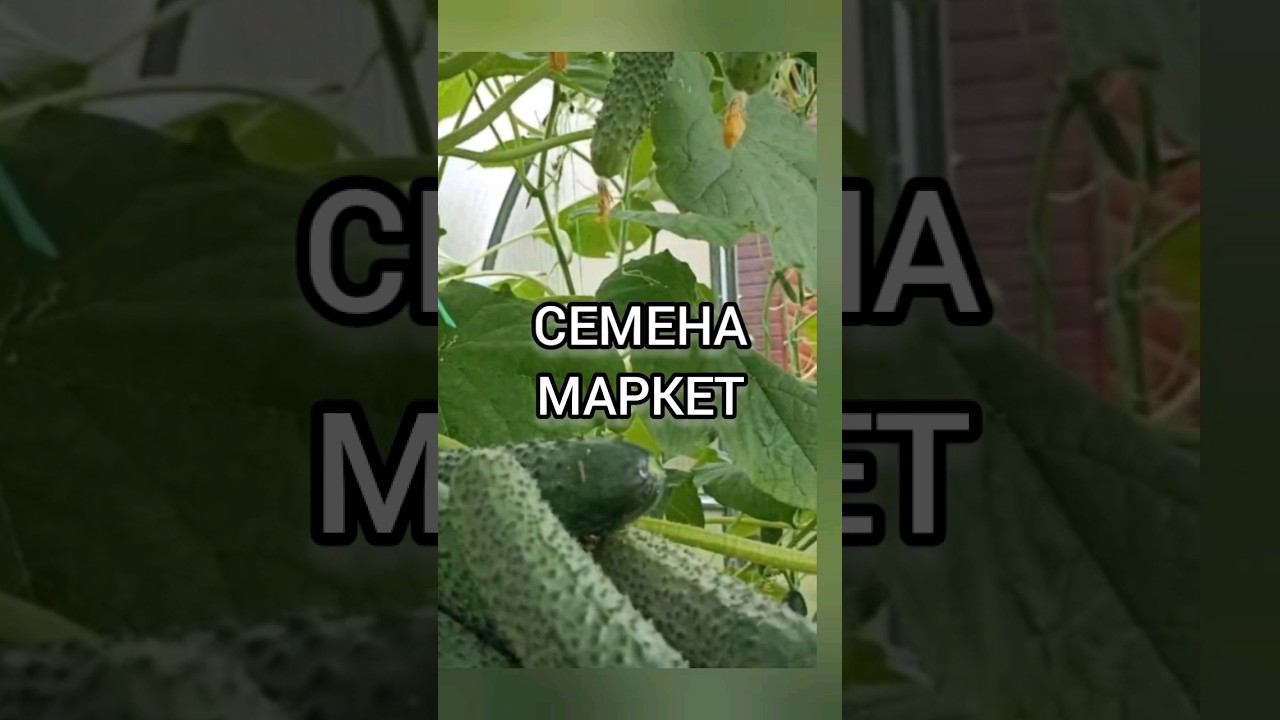 Семена огурцов от Семена Маркет.#огурцы #хештег #семенамаркет