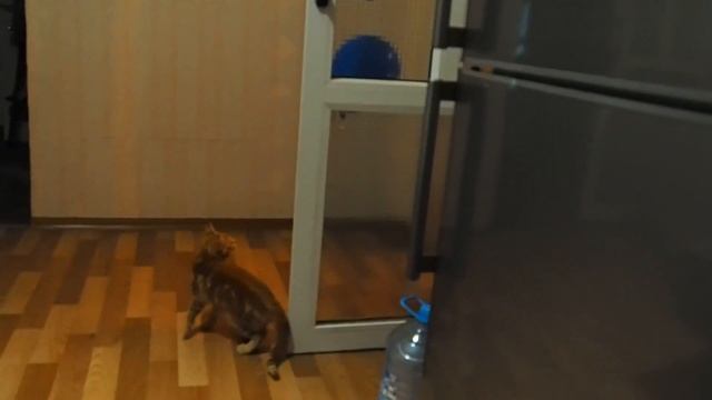 Муся играет с шариком смотреть онлайн