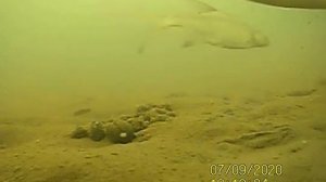 Плещеево озеро. 10,5 метров. Лещ собрался на корм