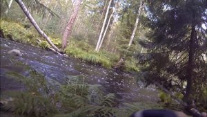 ЛОВЛЯ КУМЖИ (Salmo trutta)и ее поимка в реке ленинградской области СЕВЕРО-ЗАПАД BNN-FILM