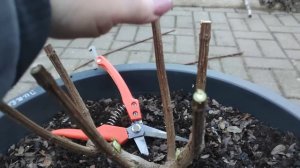 Обрезаю 2 - летние ГОРТЕНЗИИ Пинки Промис и Строббери блоссом 🌿🌿🌿