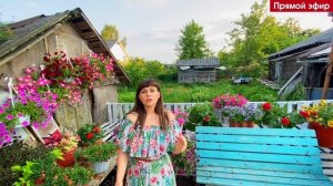 Секреты пышного цветения . Ответы на вопросы ( прямой эфир 17.06 .20) Марина Патрина zacvetet